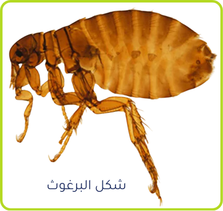 شكل البرغوث