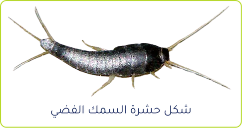 شكل حشرة السمك الفضي
