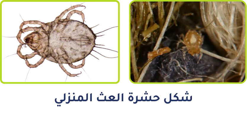 شكل حشرة العث المنزلي