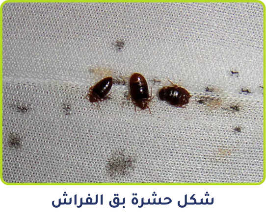 شكل حشرة بق الفراش