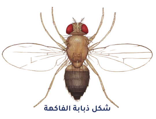 شكل حشرة ذبابة الفاكهة