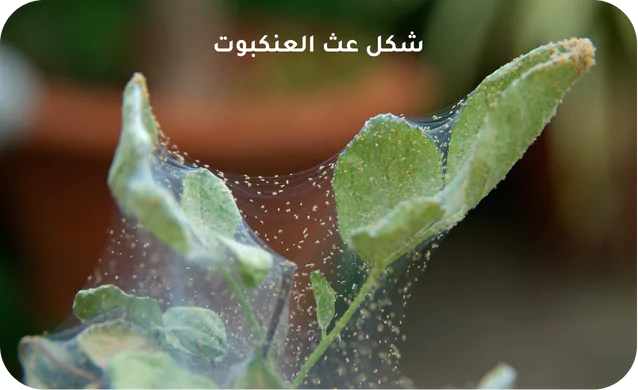 شكل عث العنكبوت
