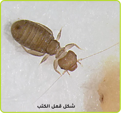 شكل قمل الكتب