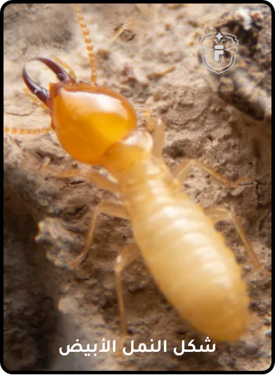 شكل النمل الأبيض