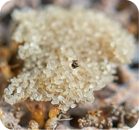 termites eggs shape