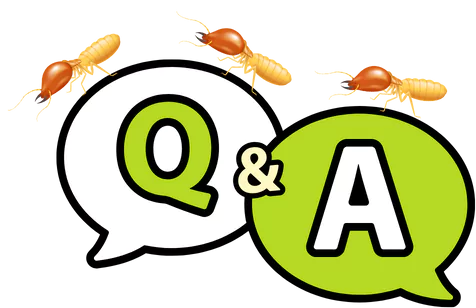 termites faqs illustration
